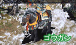 ゴウガン
